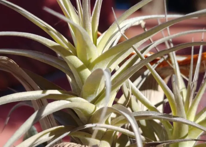 Gran Canaria La De Carmelita Y Bartolito فيلة *