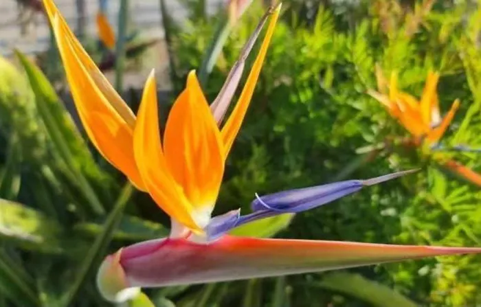 Gran Canaria La De Carmelita Y Bartolito فيلة لاس بالماس دي غران كاناريا